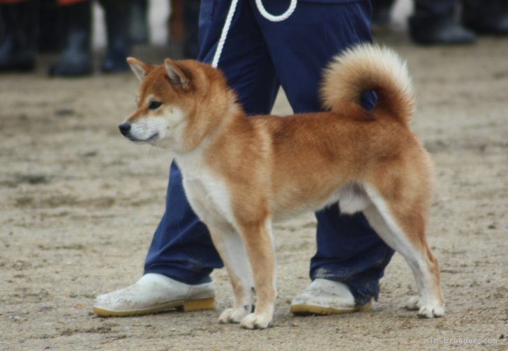 柴犬(標準サイズ)【・男の子・2012年5月25日・赤毛】