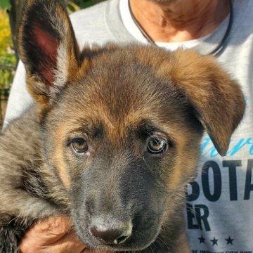 ジャーマン・シェパード・ドッグ【東京都・女の子・2023年1月23日・ウルフ】の写真「父犬 外産×母犬  純外産」