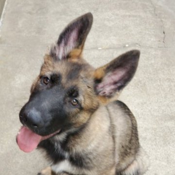 ジャーマン・シェパード・ドッグ【東京都・男の子・2023年1月23日・ウルフ】の写真「父犬 外産 
元気いっぱい頭のいいこ」