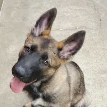 ジャーマン・シェパード・ドッグ【東京都・男の子・2023年1月23