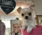 チワワ(スムース)【福岡県・男の子・2025年8月28日・クリーム&ホワイト】の写真12