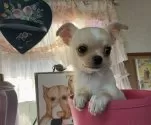 チワワ(スムース)【福岡県・男の子・2025年8月28日・クリーム&ホワイト】の写真13