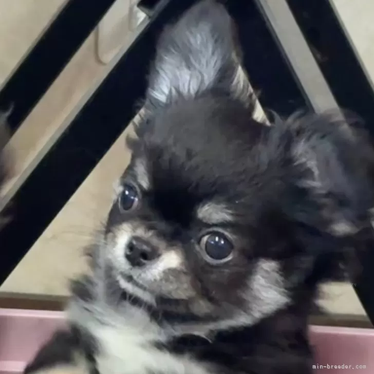 M.T 様のお迎えした子犬