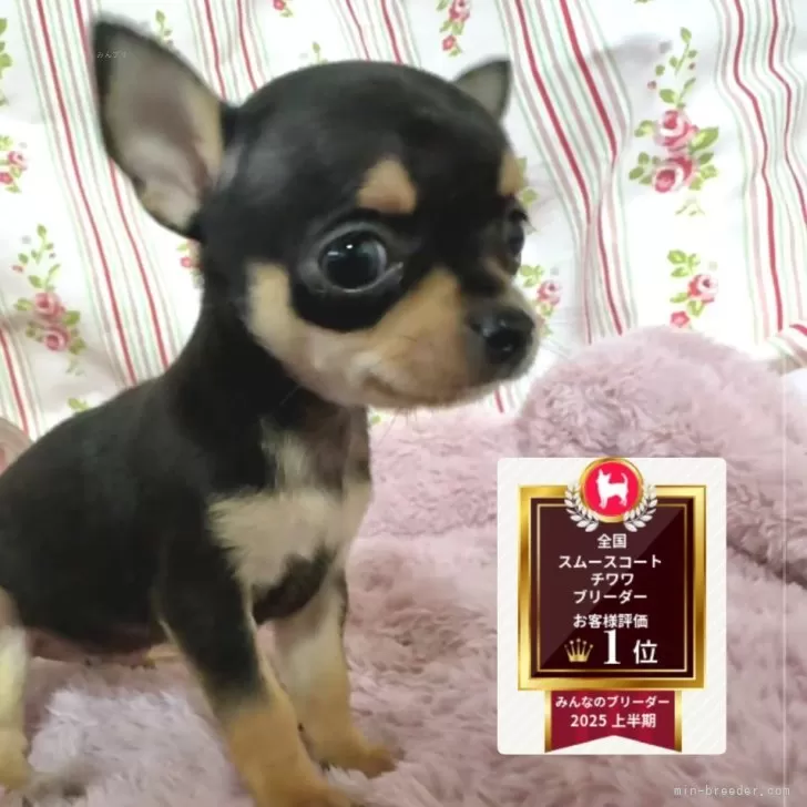 チワワ(スムース)【福岡県・女の子・2025年9月13日・ブラック&タン】の写真1