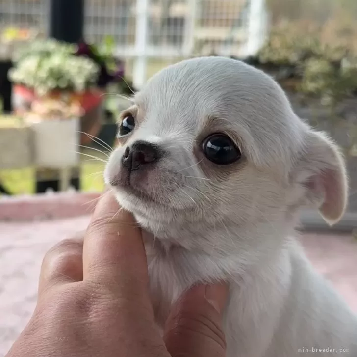 ＫＳ 様のお迎えした子犬