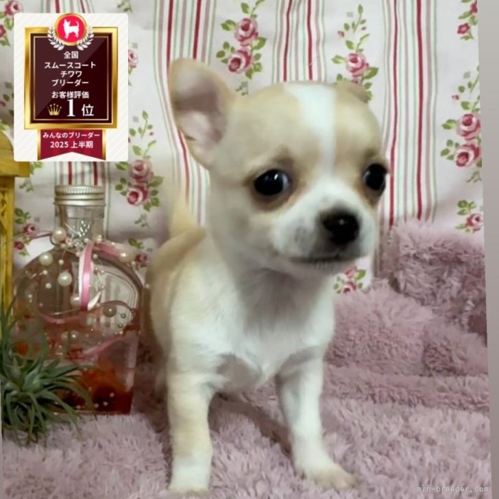 ブリーダー画像