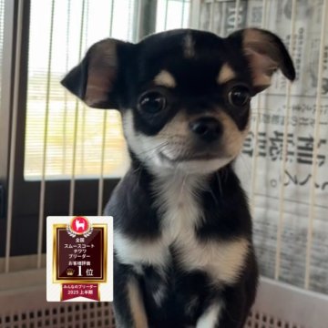 チワワ(スムース)【福岡県・男の子・2025年8月28日・ブラックタン&ホワイト】の写真「♡パパはChampion直子バランス良い男子♡」