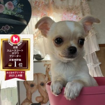 チワワ(スムース)【福岡県・男の子・2025年8月28日・クリーム&ホワイト】の写真「♡パーフェクト♡バランス良い男の子♡」