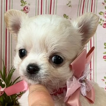 チワワ(ロング)【福岡県・女の子・2025年3月16日・クリーム&ホワイト】の写真「♡可愛い女の子♡」