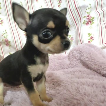 チワワ(スムース)の子犬を探す｜ブリーダー直販の子犬販売