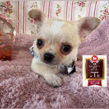 チワワ(スムース)【福岡県・男の子・2025年8月28日・クリーム&ホワイト】の写真「♡パーフェクトバランス良い男の子♡」