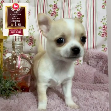 チワワ(スムース)【福岡県・女の子・2025年9月13日・クリーム&ホワイト】の写真「♡パパはChampion直子タレ目な正統派スムチ♡」