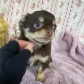 チワワ(ロング)