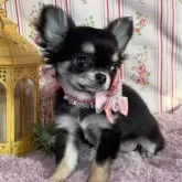 チワワ(ロング)