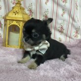 チワワ(ロング)