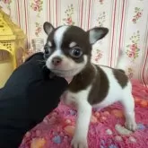 チワワ(スムース)