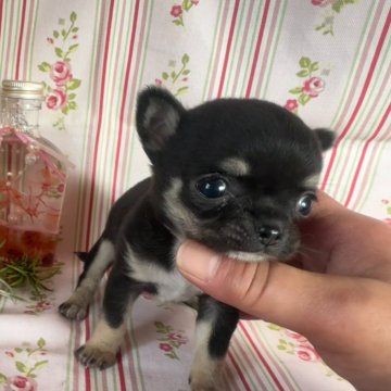 チワワ(スムース)【福岡県・女の子・2023年12月16日・ブラック&タン】の写真「♡小さめスムースチワワの女の子♡」
