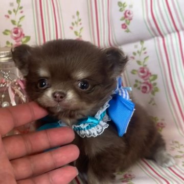 チワワ(ロング)【福岡県・男の子・2023年11月4日・チョコレート&タン】の写真「♡手足短くて超可愛い♡」