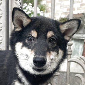 柴犬(豆柴)【徳島県・男の子・2025年2月24日・黒】の写真「とっても愛らしい豆柴犬」