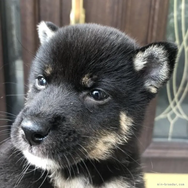 ID：2207-04480の子犬