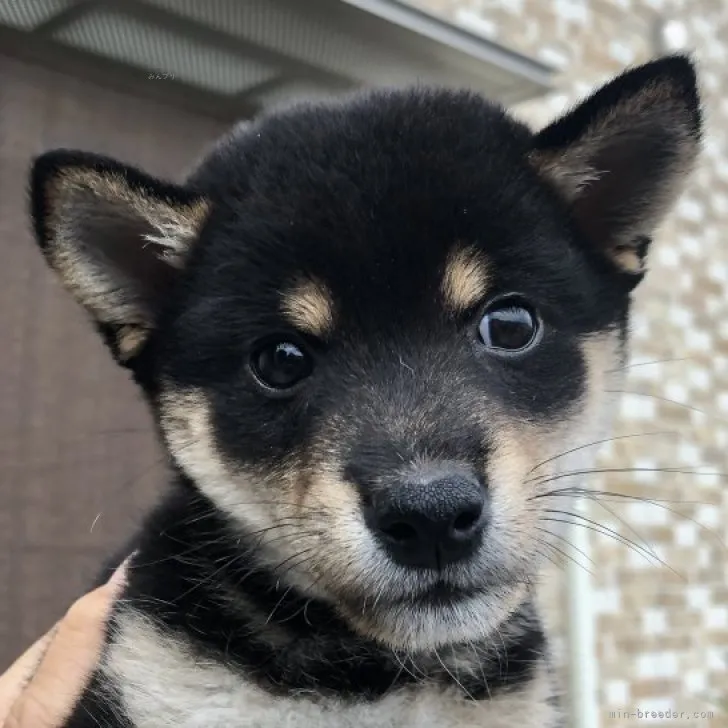 あお 様のお迎えした子犬