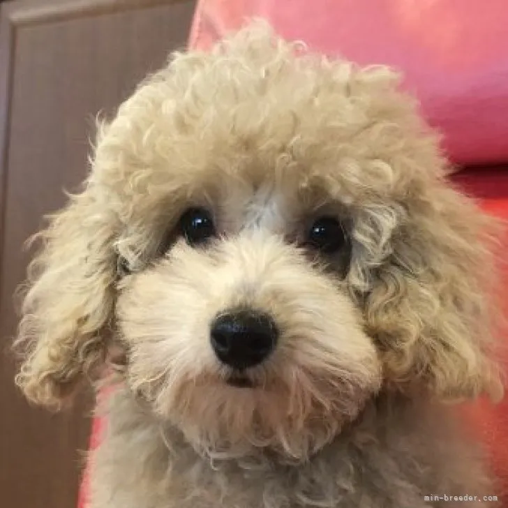 M.N 様のお迎えした子犬