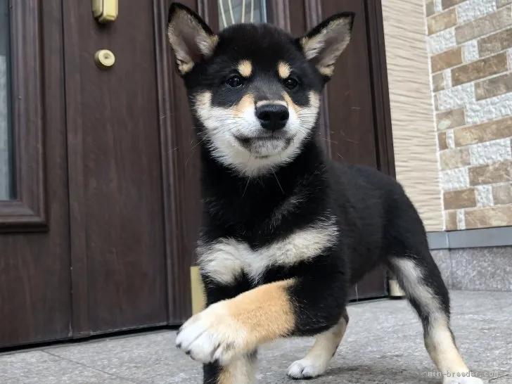こまさ 様のお迎えした子犬