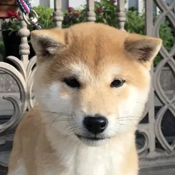 豆柴【岩手県・男の子・2024年4月22日・赤】極小柴犬のお父さん