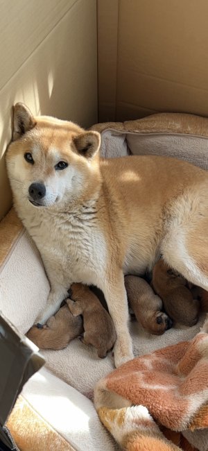 新島紀子ブリーダーのブログ：良き子が誕生致しました🥰