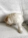 ポメラニアン【群馬県・女の子・2025年9月15日・クリーム】の写真10