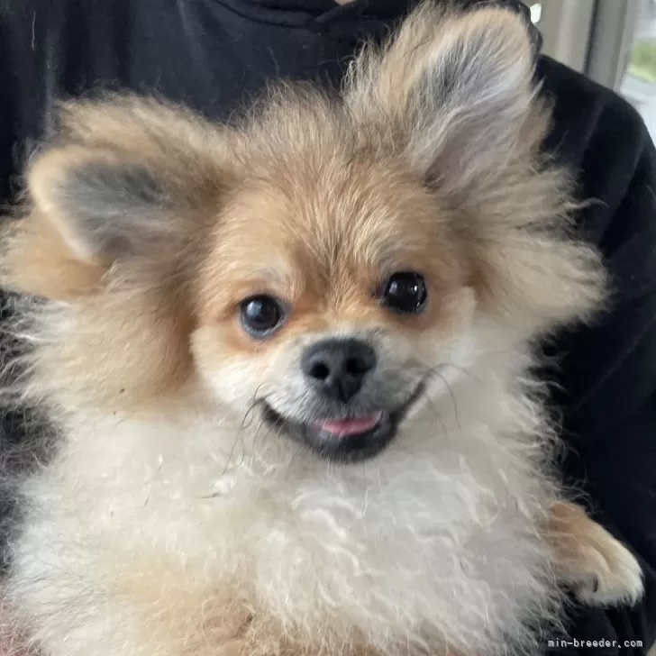 ID:2501-04401の子犬