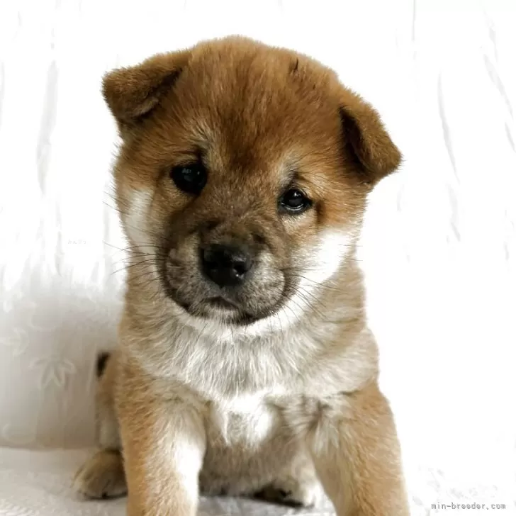 ID:2503-05952の子犬