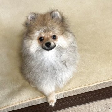 ポメラニアン【群馬県・男の子・2025年3月25日・オレンジ】の写真「小粒なボディ、お顔も良し！！元気な男の子です！」