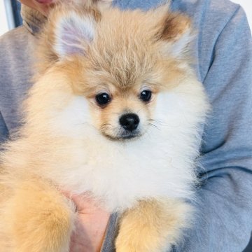 ポメラニアン【群馬県・男の子・2024年12月10日・オレンジ】の写真「只々可愛い…💝骨格もGood👍2回目ワクチン済」