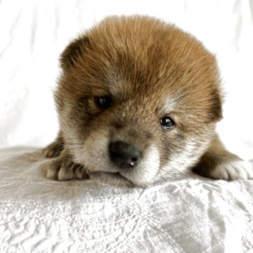 柴犬(標準サイズ)【群馬県・女の子・2025年3月7日・赤】の写真「まん丸たぬきさん💓‪つぶらな瞳が可愛い女の子」