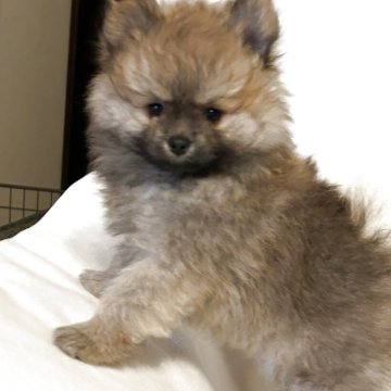 ポメラニアン【群馬県・女の子・2025年3月25日・オレンジ】の写真「小柄でマイペース。元気な姫君。」