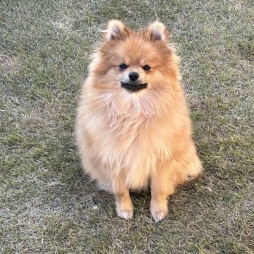ポメラニアン【群馬県・男の子・2025年3月25日・オレンジ】の写真「12月20日で掲載終了。価格は下げません‼️」