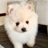 ポメラニアン