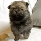 ポメラニアン