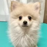 ポメラニアン