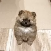 ポメラニアン