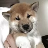 柴犬(標準サイズ)