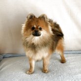 ポメラニアン