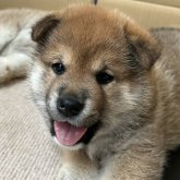 柴犬(標準サイズ)
