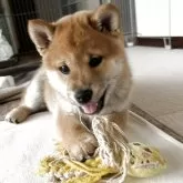 柴犬(標準サイズ)