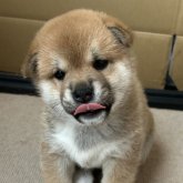柴犬(標準サイズ)