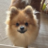 ポメラニアン