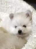 ポメラニアン【群馬県・男の子・2025年3月21日・クリーム】の写真2