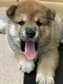 柴犬(標準サイズ)【群馬県・男の子・2025年5月28日・赤】の写真4