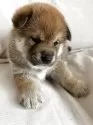 柴犬(標準サイズ)【群馬県・男の子・2025年5月28日・赤】の写真2